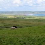 Cows at the cliffs