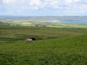 Cows at the cliffs