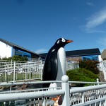 The penguin at Oceanworld