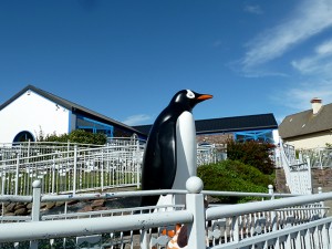 The penguin at Oceanworld