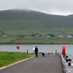 Dog walking in DIngle harbour