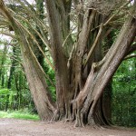 Tree in the park