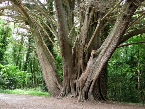 Tree in the park