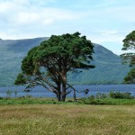 Tree by the lake