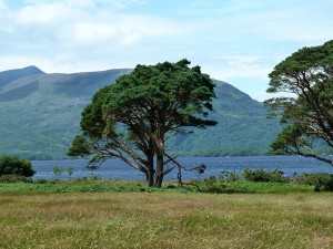 Tree by the lake