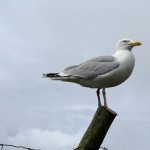 Another seagull