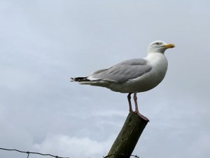 Another seagull