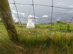 Seagull