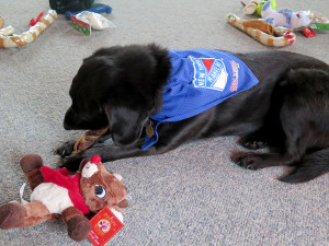 Ray in her Rangers bandana, enjoying her presents